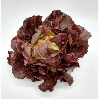Kopfsalat rot