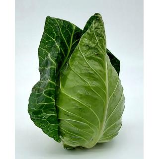 Weißkohl, neue Ernte