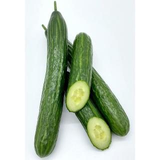 Salatgurke, Köngen, extra groß