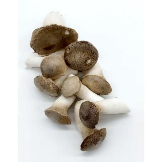 Kräuter-Seitling, Bio