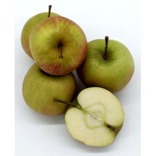 Rubinette
