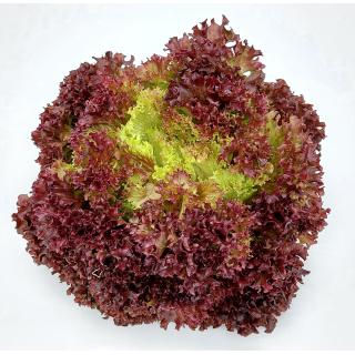Lollo - rot