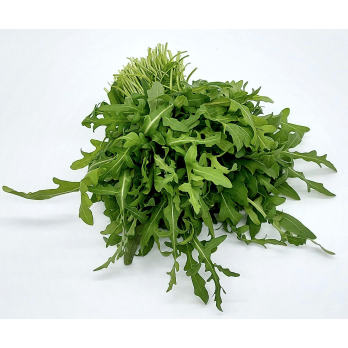 Rucola