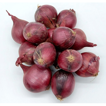 Zwiebel - rot