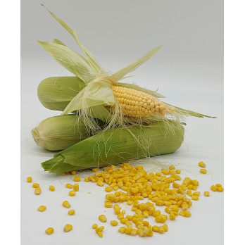 Zuckermais - extra sweet