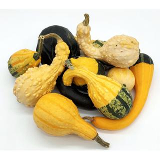 Zierkürbis