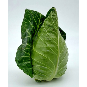 Weißkohl, neue Ernte, rund